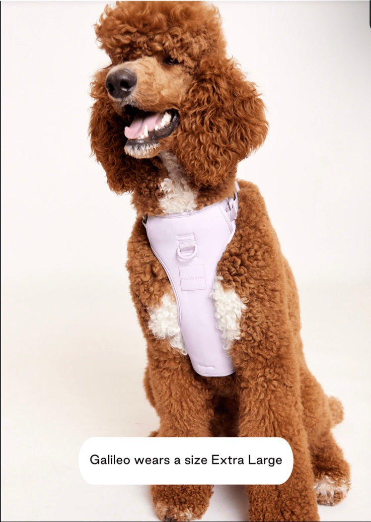 Best dog harness, dog harness Australia, dog harnesses, best dog harness, dog harnesses Australia, harness dog, harness for dogs, large dog harness, easy dog harness, puppy harness, small dog harness