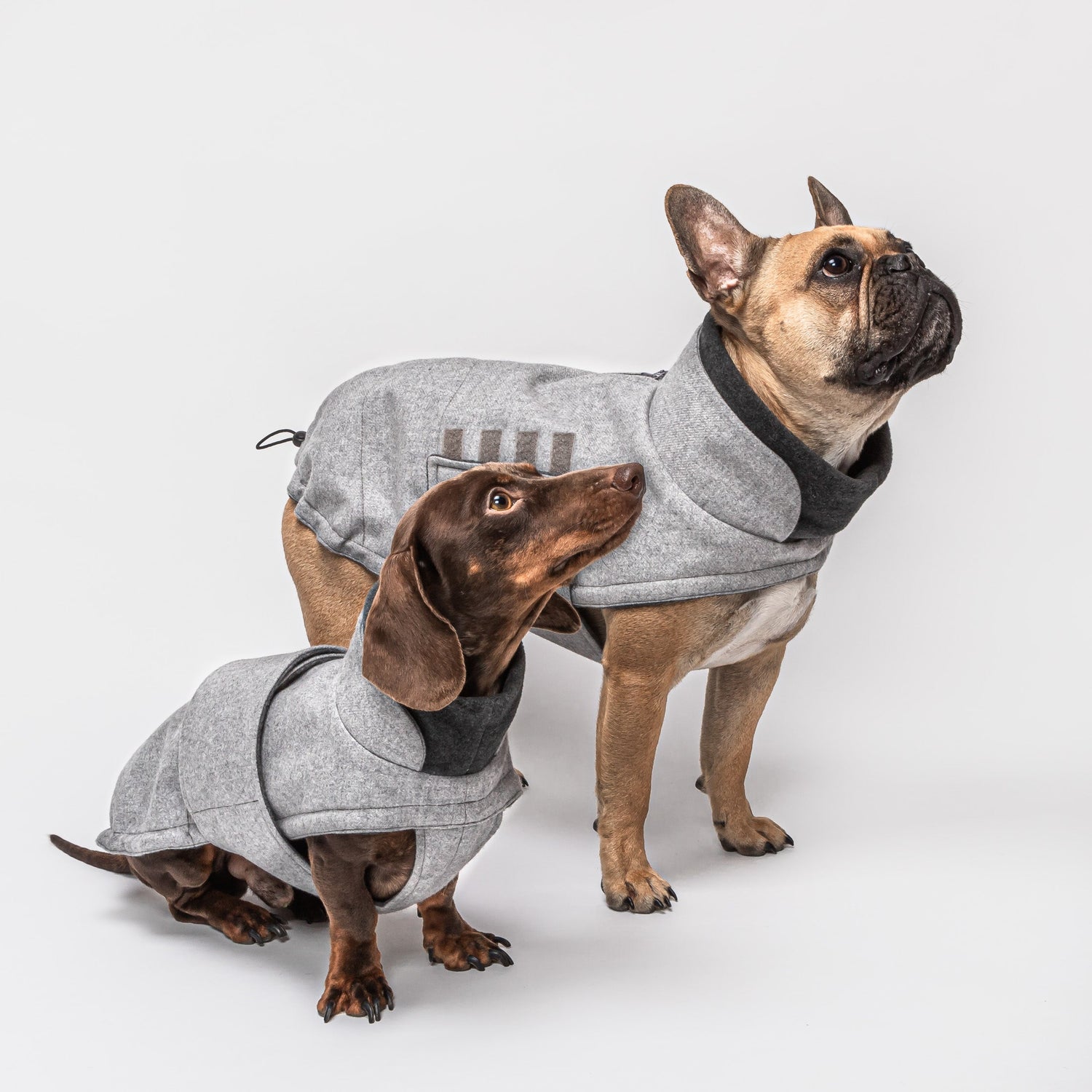 Perfect dog coats, Best dog coats Australia