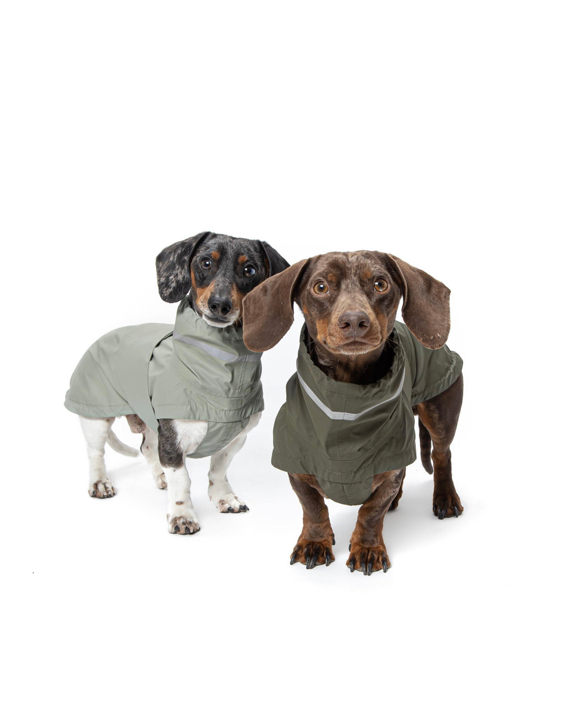 Best dog raincoat, dog raincoats, raincoats for dogs, dog raincoat Australia, raincoat dog, dog clothes raincoat, best dog raincoat Australia,dog rain coat 