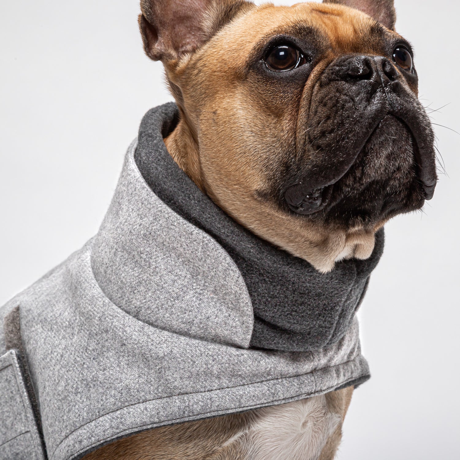 French Bulldog Coats & Raincoats