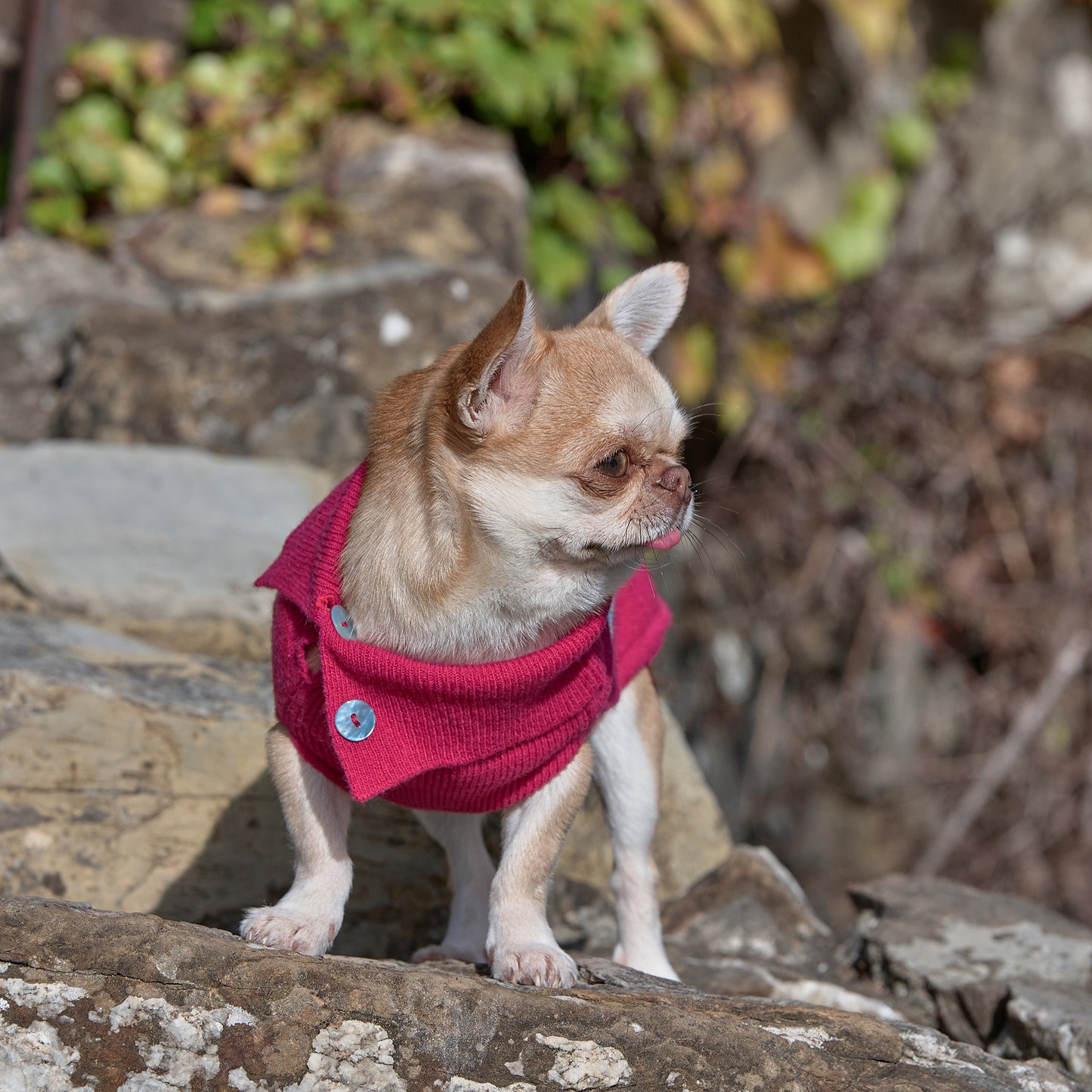 Emma Firenze Dog Jumper in Cashmere with Hearts Motif for Petite Pups