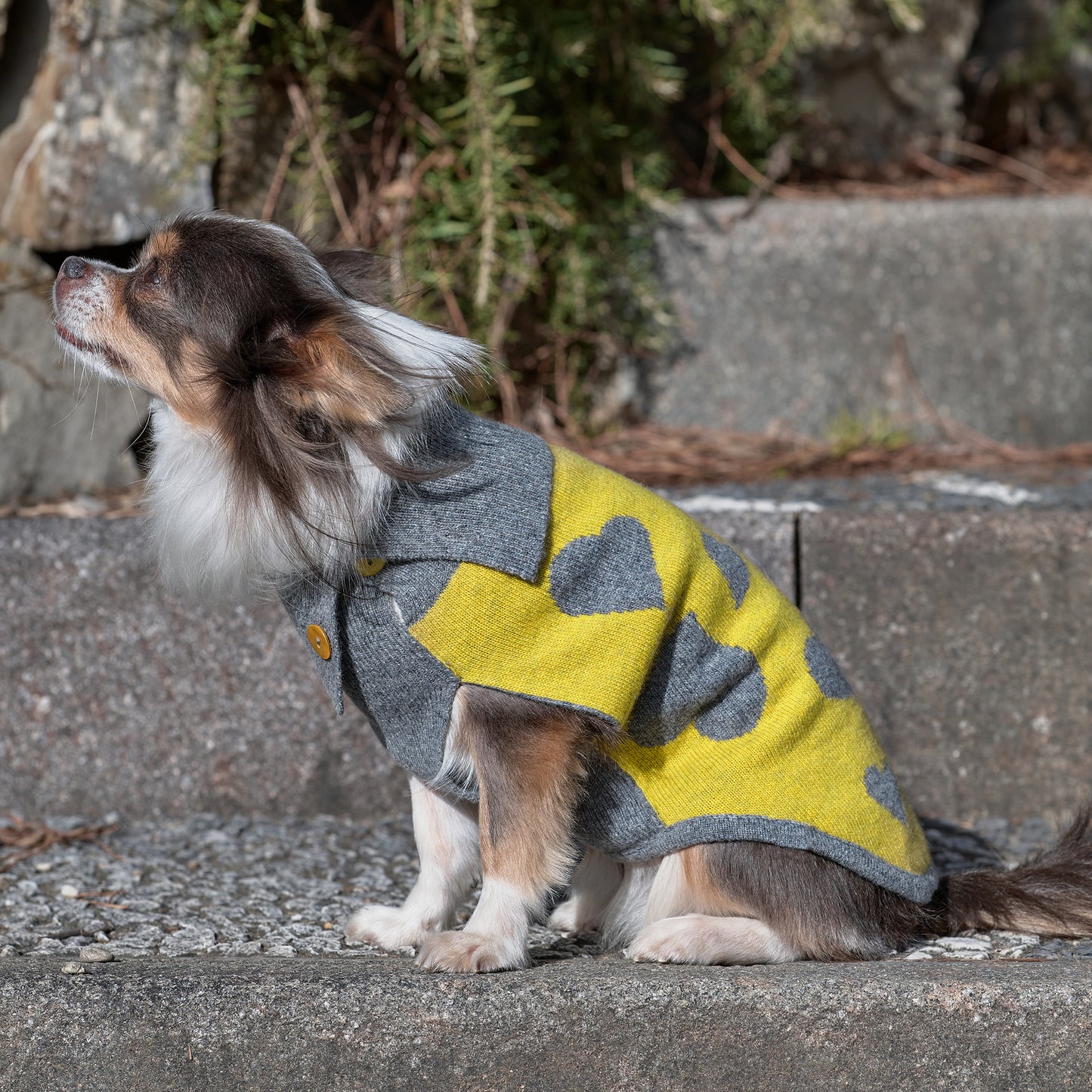 Emma Firenze Dog Jumper in Cashmere with Hearts Motif for Petite Pups