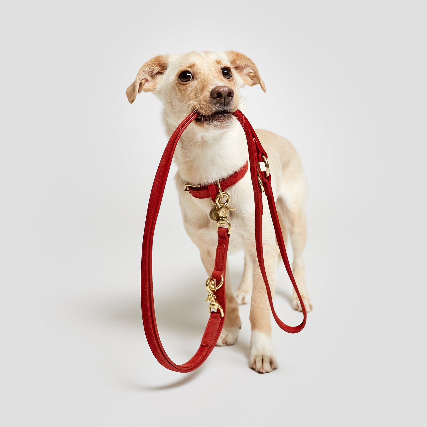 Dog Lead Cloud7 Tiergarten Cherry Red in Nubuck Leather