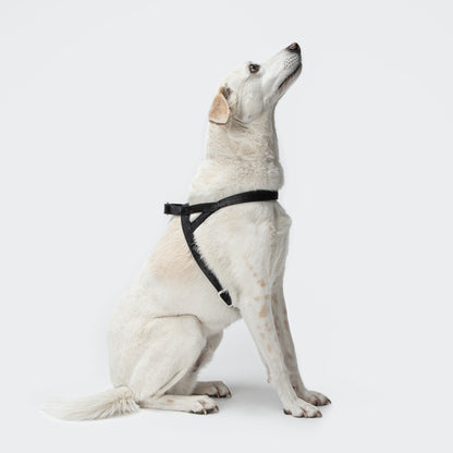 Dog Harness Cloud7 Tivoli Black