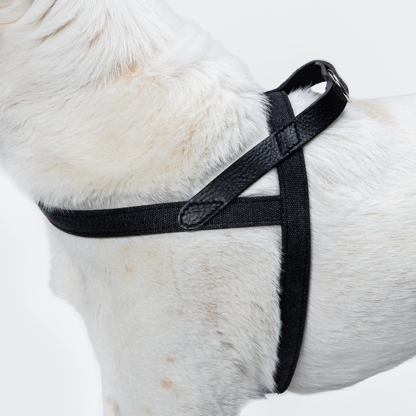 Dog Harness Cloud7 Tivoli Black