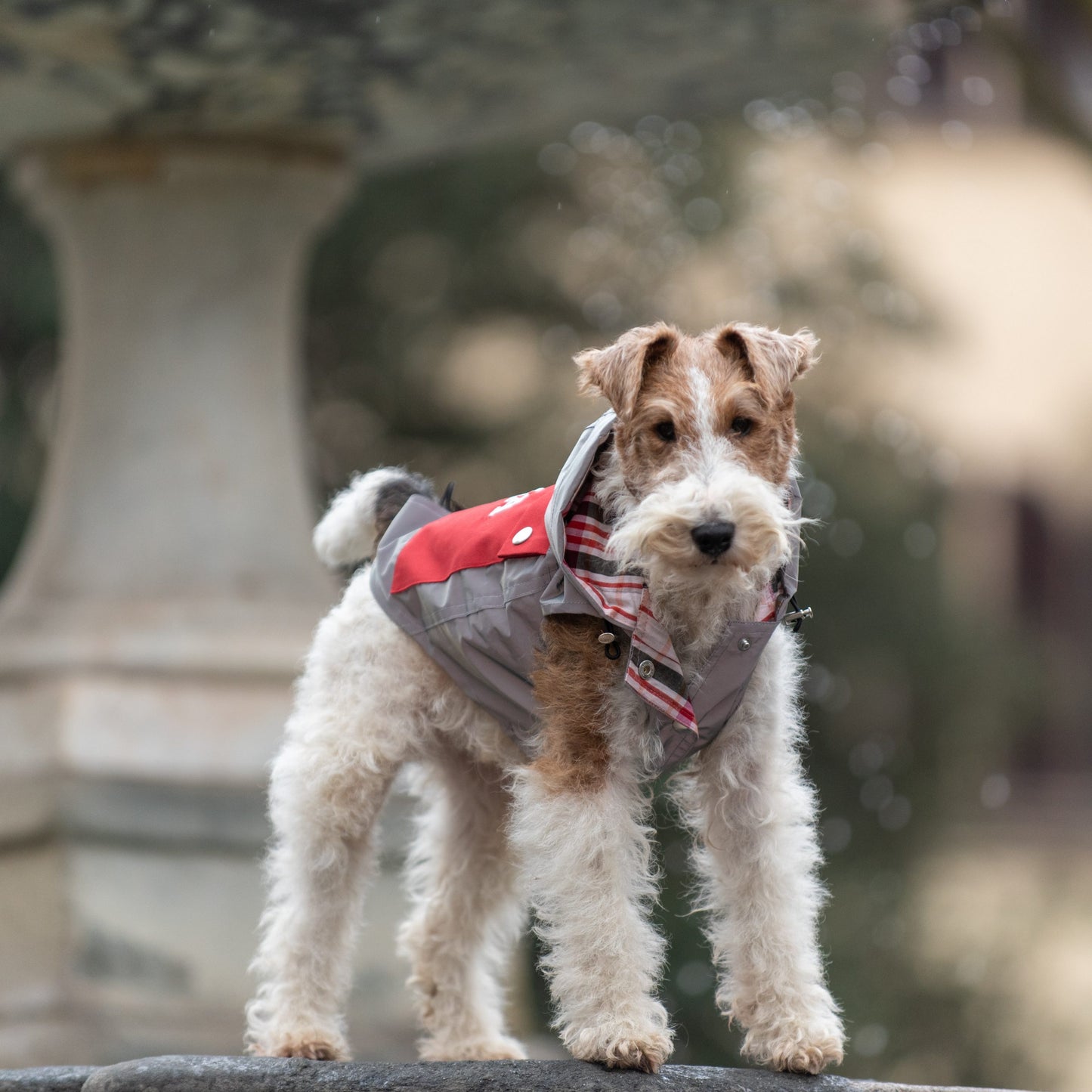 EMMA FIRENZE MADE TO MEASURE Dog RAINCOATS IN "FIRE DOG" YELLOW & "REFLECTIVE" SILVER