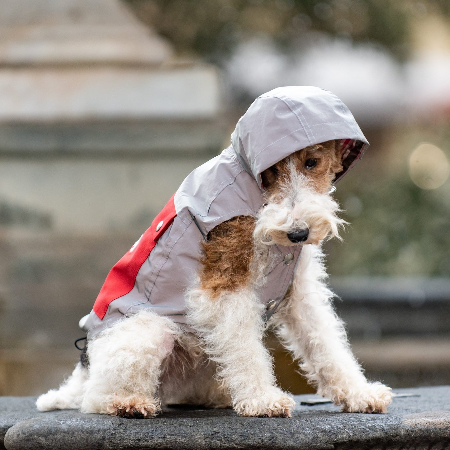 EMMA FIRENZE MADE TO MEASURE Dog RAINCOATS IN "FIRE DOG" YELLOW & "REFLECTIVE" SILVER