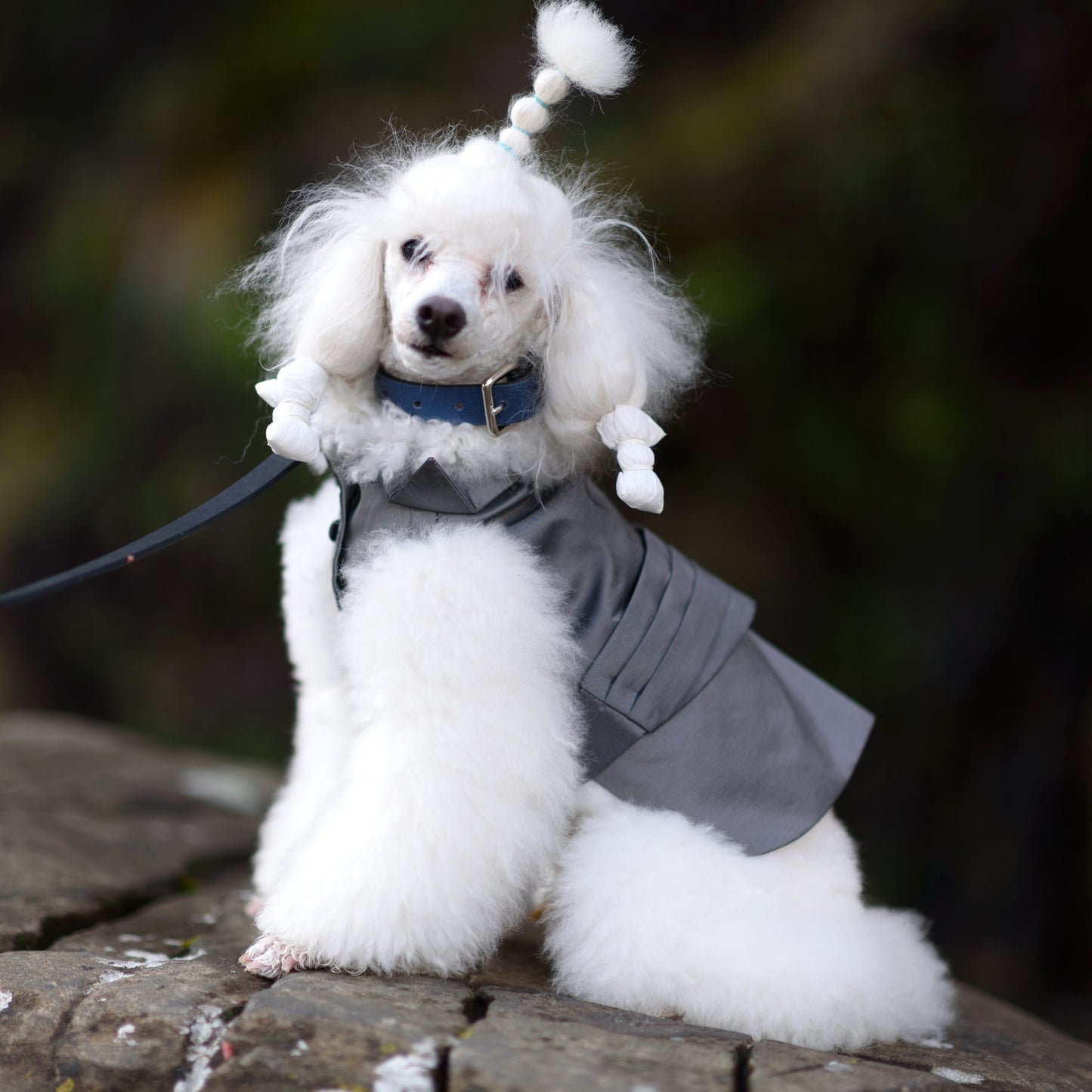 Emma Firenze Bespoke DOG Tuxedo in Grey Silk