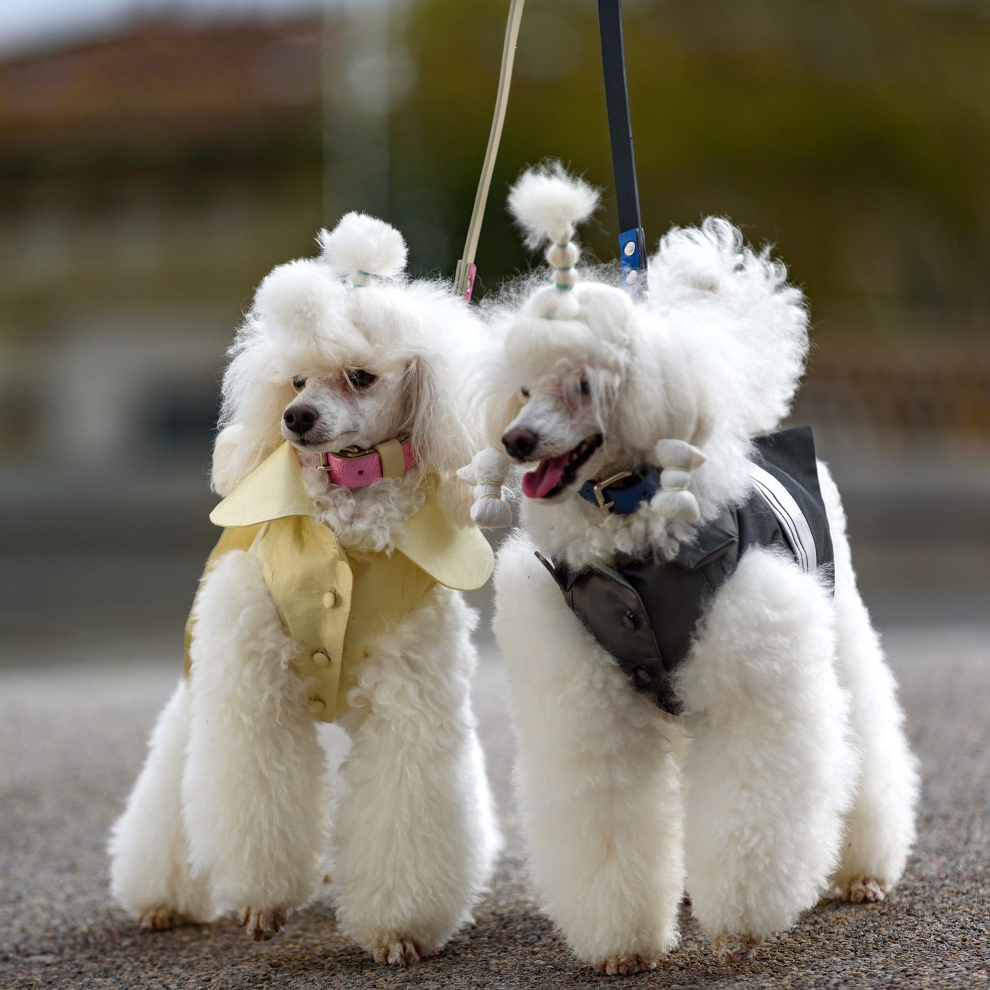 Emma Firenze Dog Wedding Gown in Ivory Silk