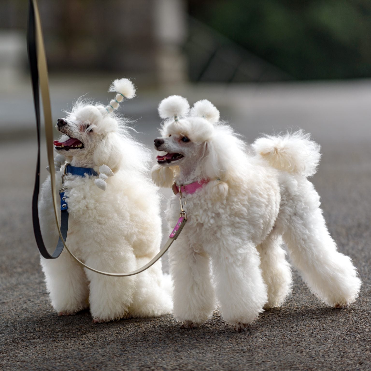 Best Wedding Dog Collar