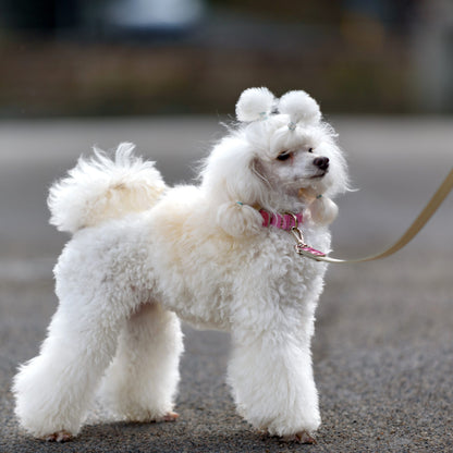 Perfect dog wedding collar