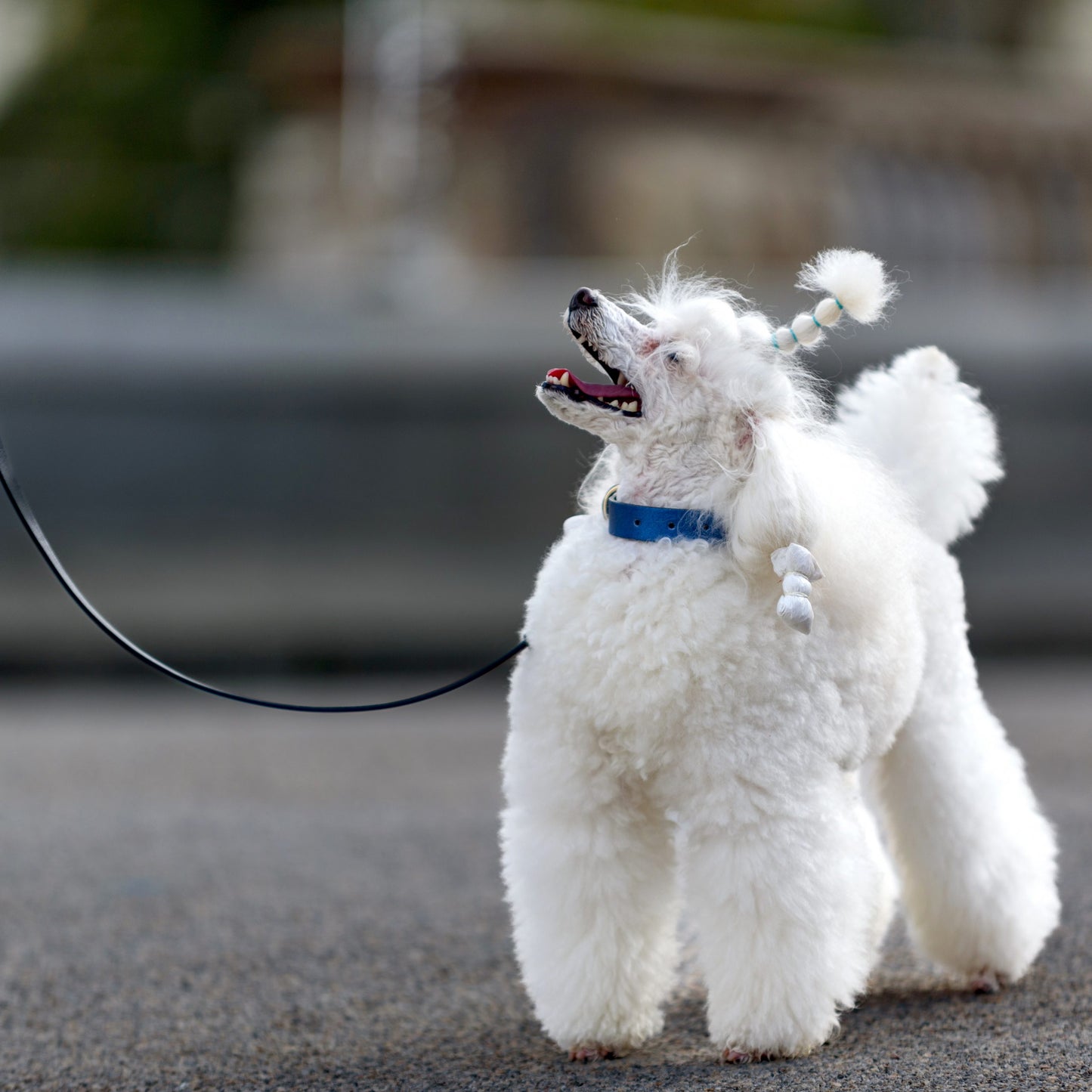 beautiful dog wedding outfit