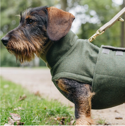 dachshund coat