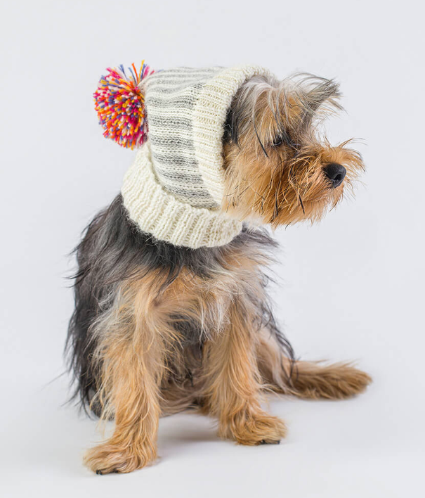 Best dog Jumper for a hat 