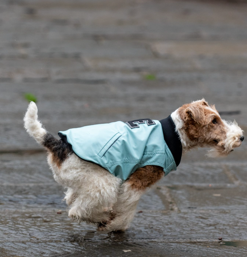 perfect blue dog jacket