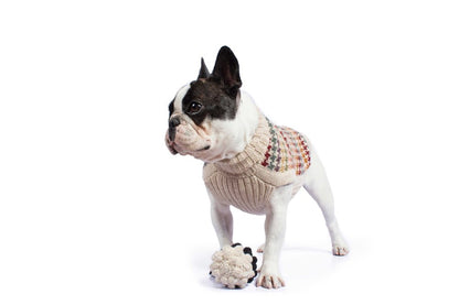 Perfect jumpers for dogs