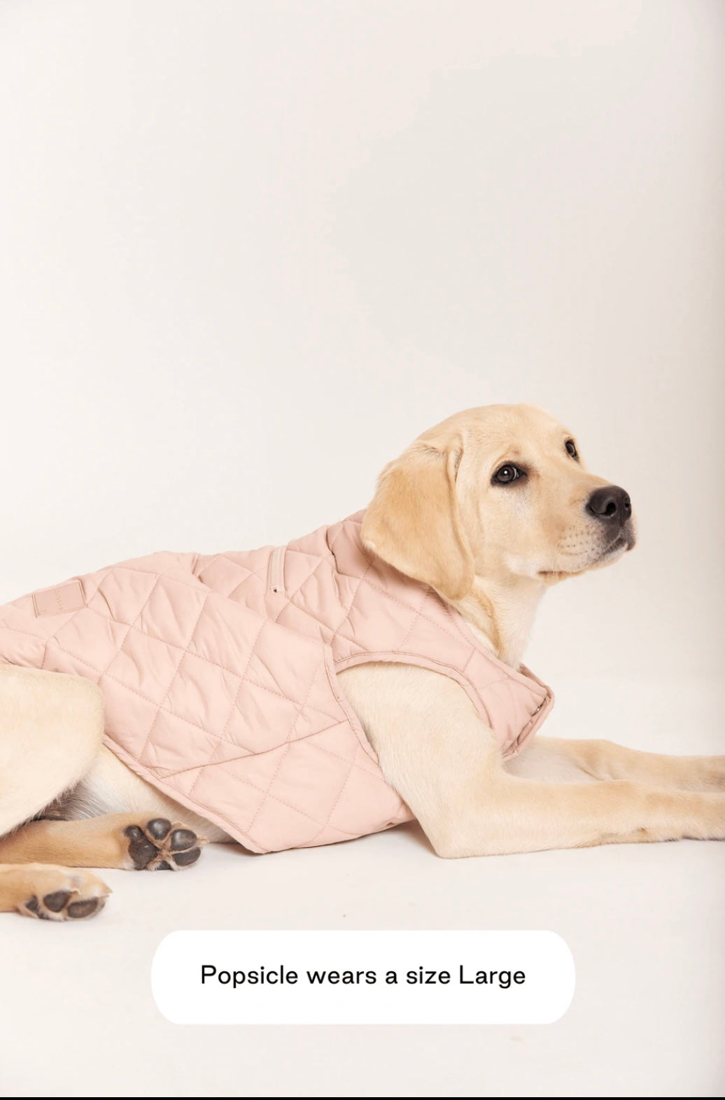 MAXBONE Eco Packable Dog Jacket